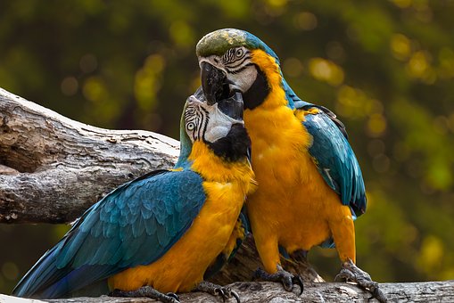god is not love - love birds