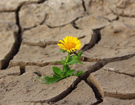 Senad Dizdarevic Self-Development Articles: A yellow flower.