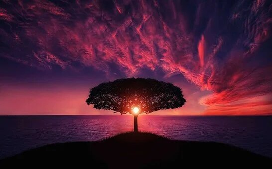 A tree in sunset.