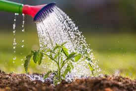 Partnership for Earth Without Religion: Breaking the Chains - Be nice, positive, and friendly, and contribute to the Partnership for Earth without religion. Watering the flower.
