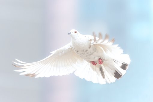 White pigeon flying in the air. Paloma blanca