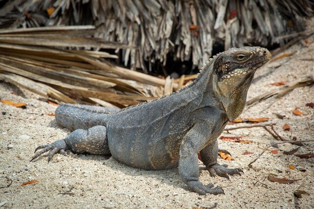 The Truth About Religious Patriarchy and Women's Abuse - Iguana