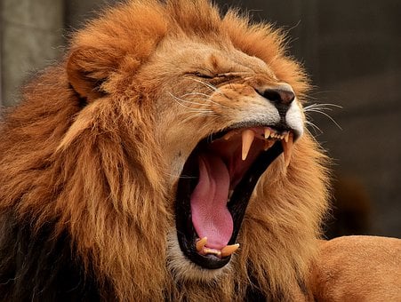 Senad Dizdarevic Self-Development Articles - A lion roaring.