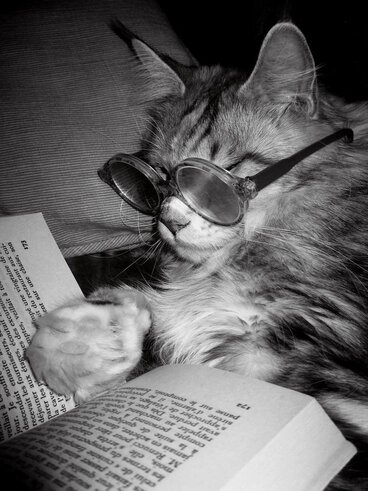A cat with glasses reading a book.
